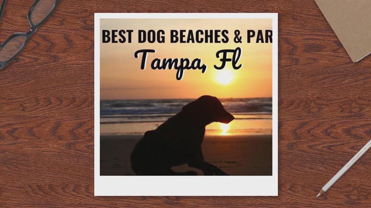 'Video thumbnail for 10 Best Dog Beaches in Tampa, FL'