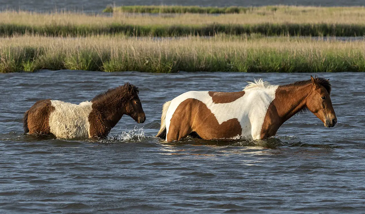 Picture of ponies in water Assateague Island