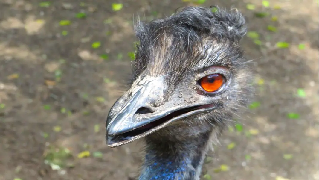 Picture of emu bird up close