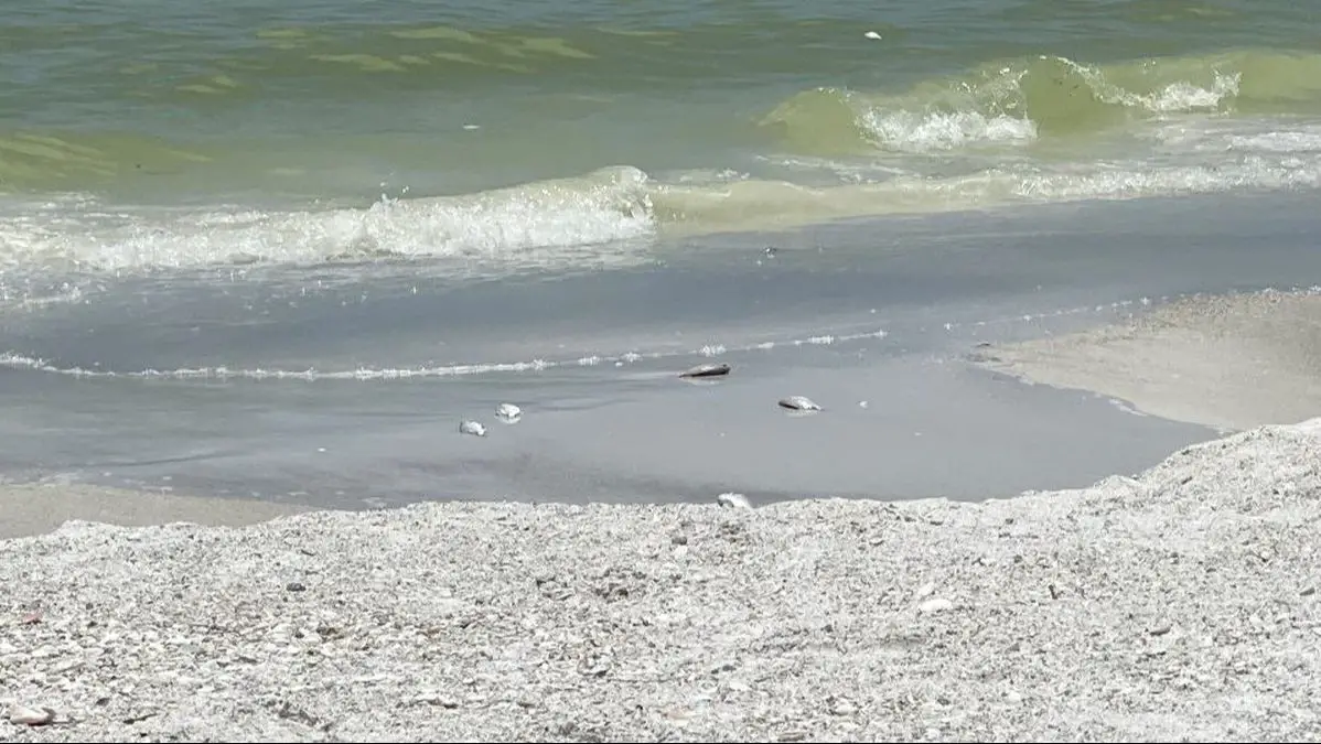Picture of Red Tide dead fish