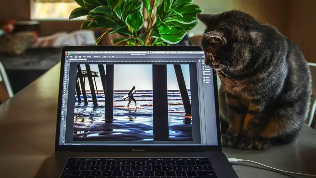 Picture of cat with beach blogger laptop