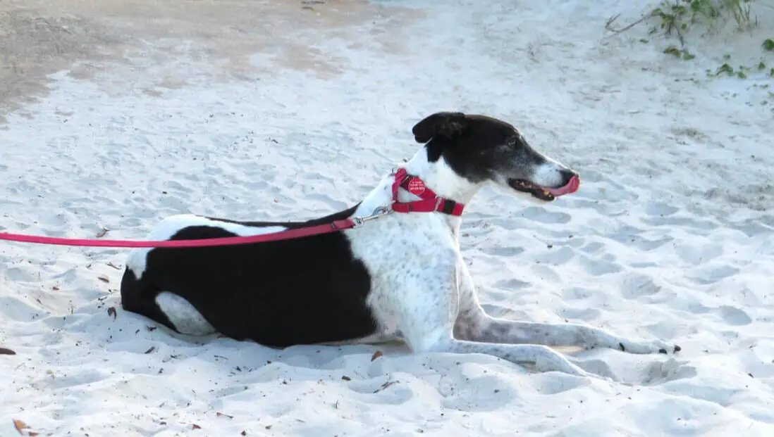 Greyhound on Florida dog beach white sand