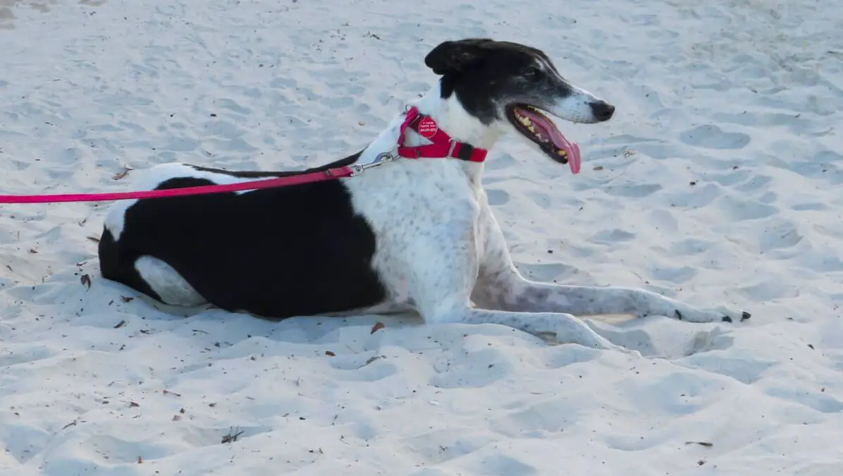 Greyhound dog on white sand beach FL