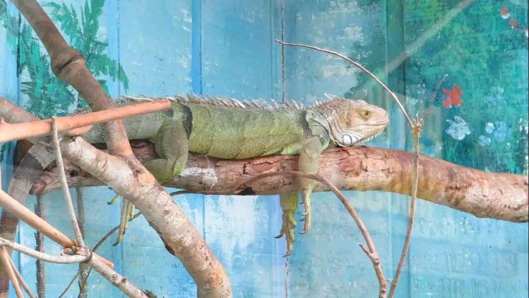 Iguana Gatorland Florida