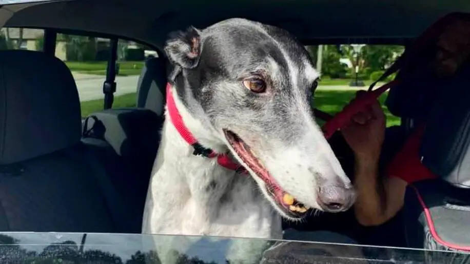 Picture of greyhound dog in pickup truck