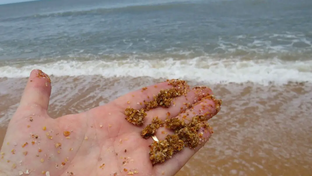 Picture of Flagler beach sand on a hand