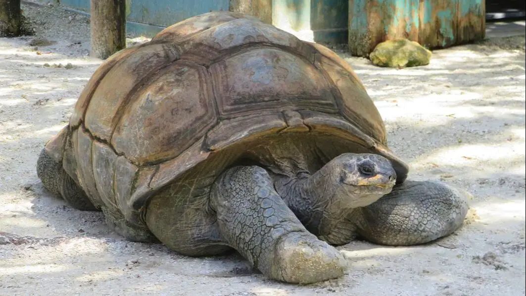 Turtle at Gatorland Florida