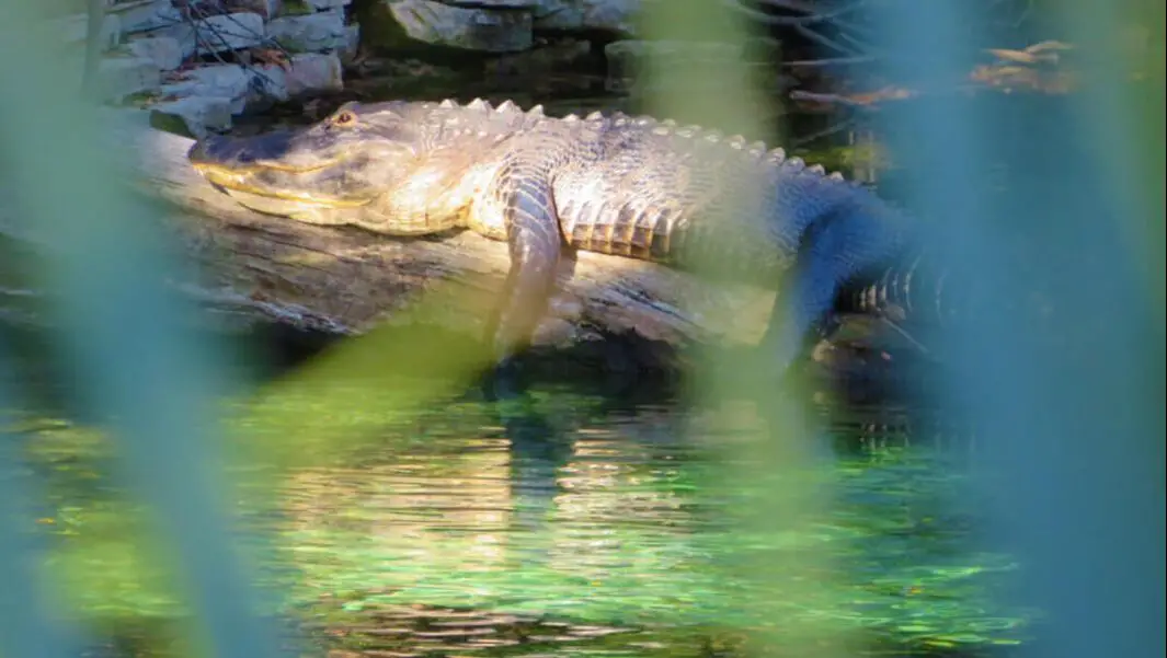 Picture of alligator at Blue Springs