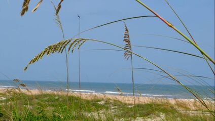 Picture of Anastasia State Park Beach