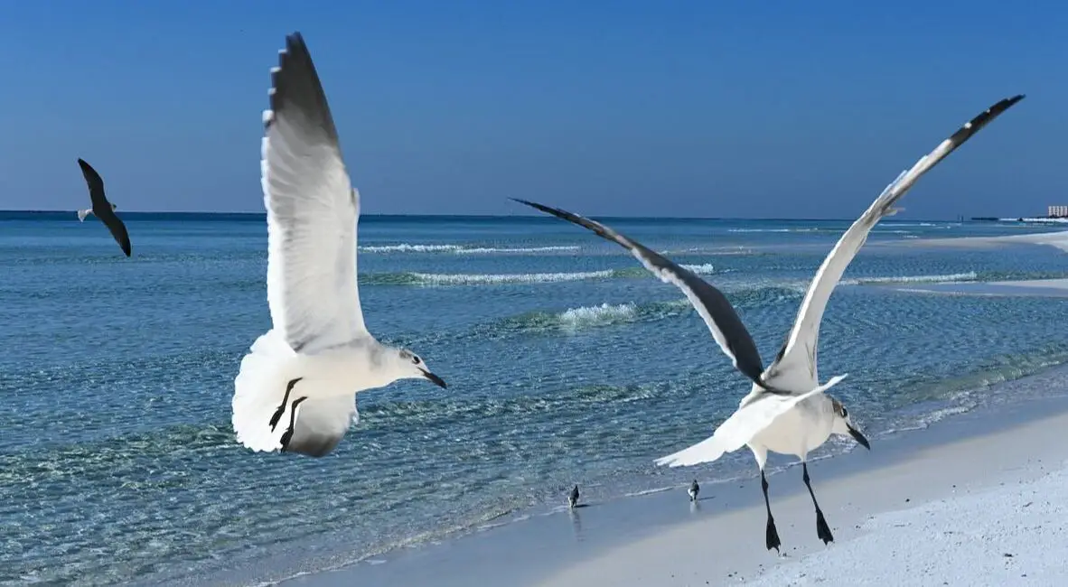 Picture of Destin Beach seagulls