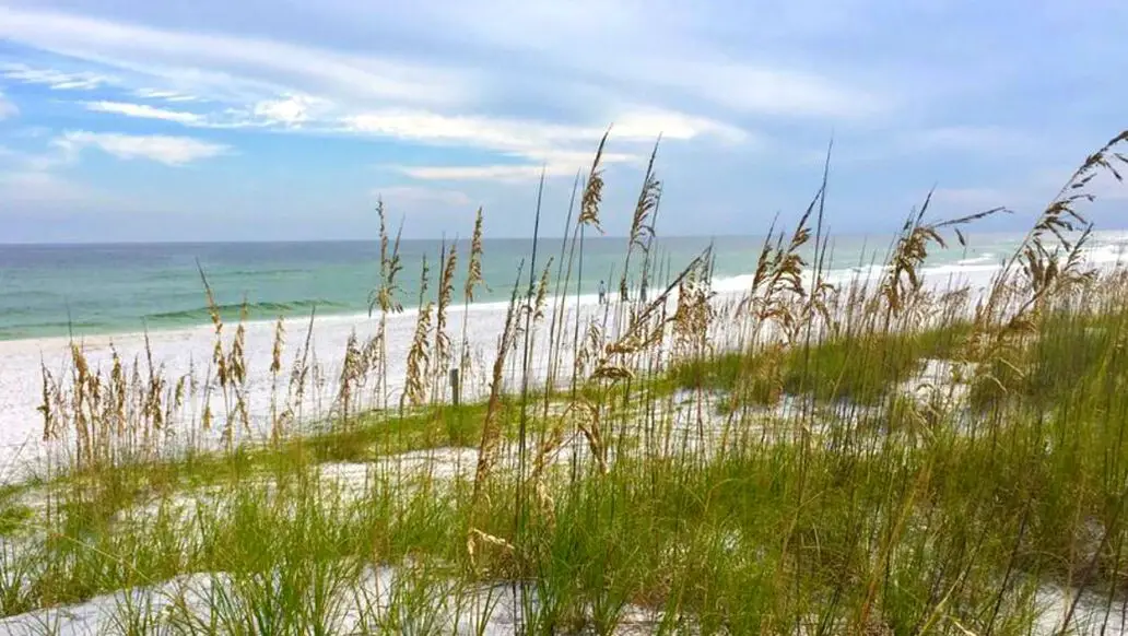 Picture of Destin FL beach dunes