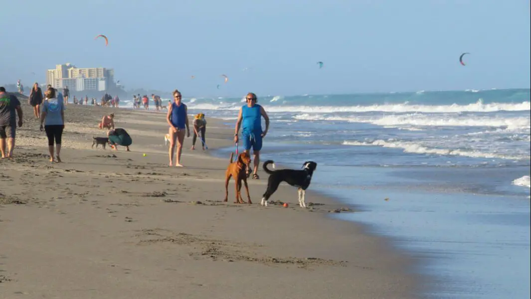 Dogs on Juno Beach FL