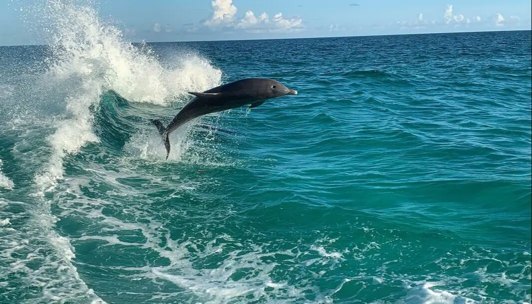 Panama City Beach dolphins jumping Sea Screamer