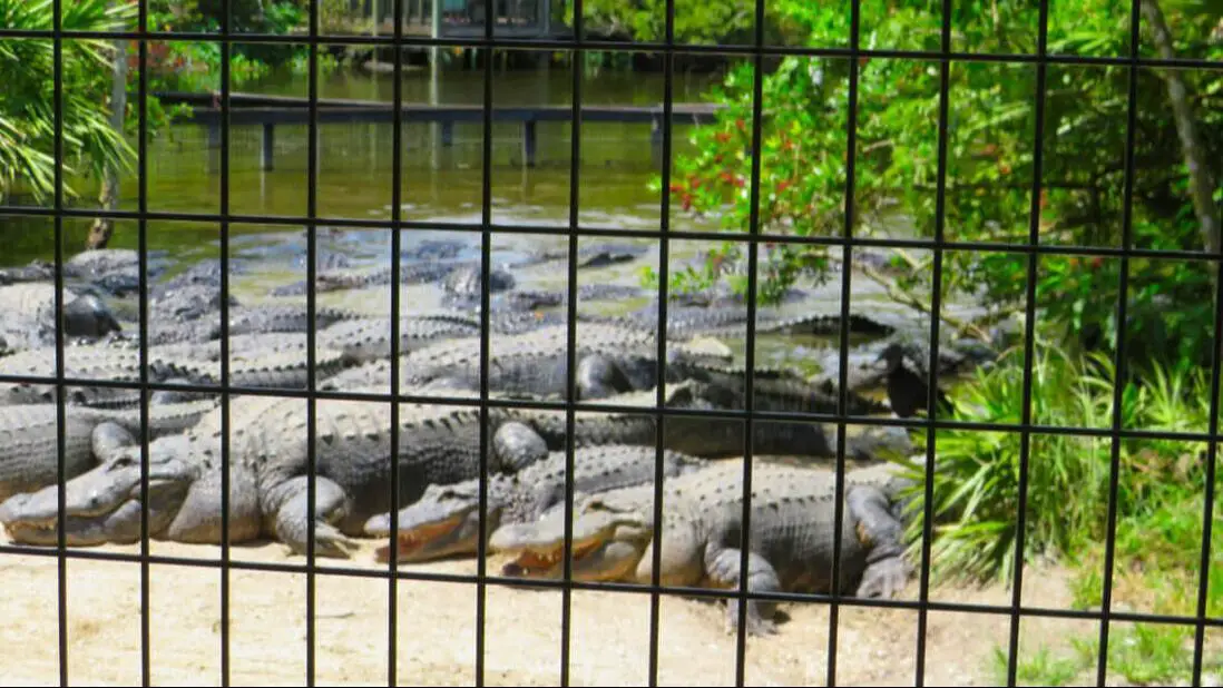 Large Alligators Gatorland FL