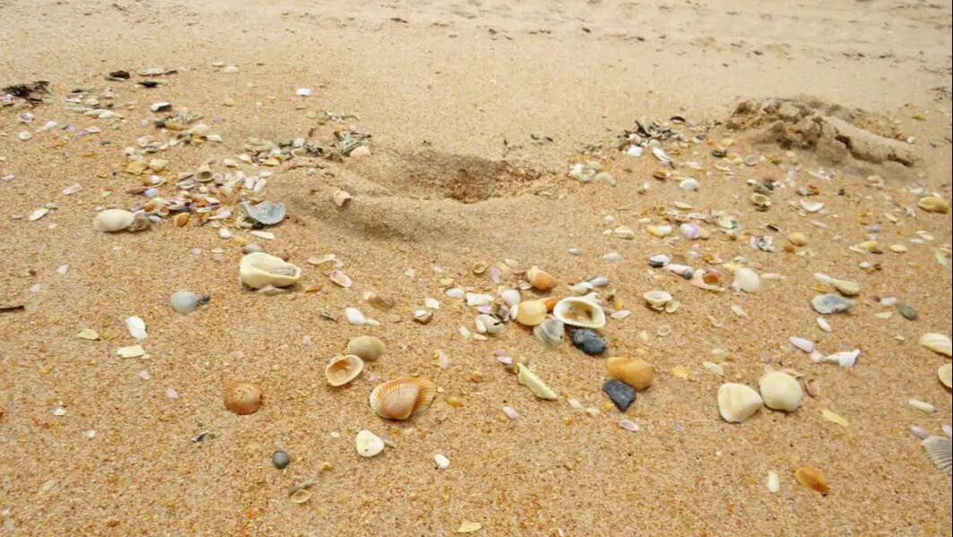 Picture of shells on Fernandina Beach