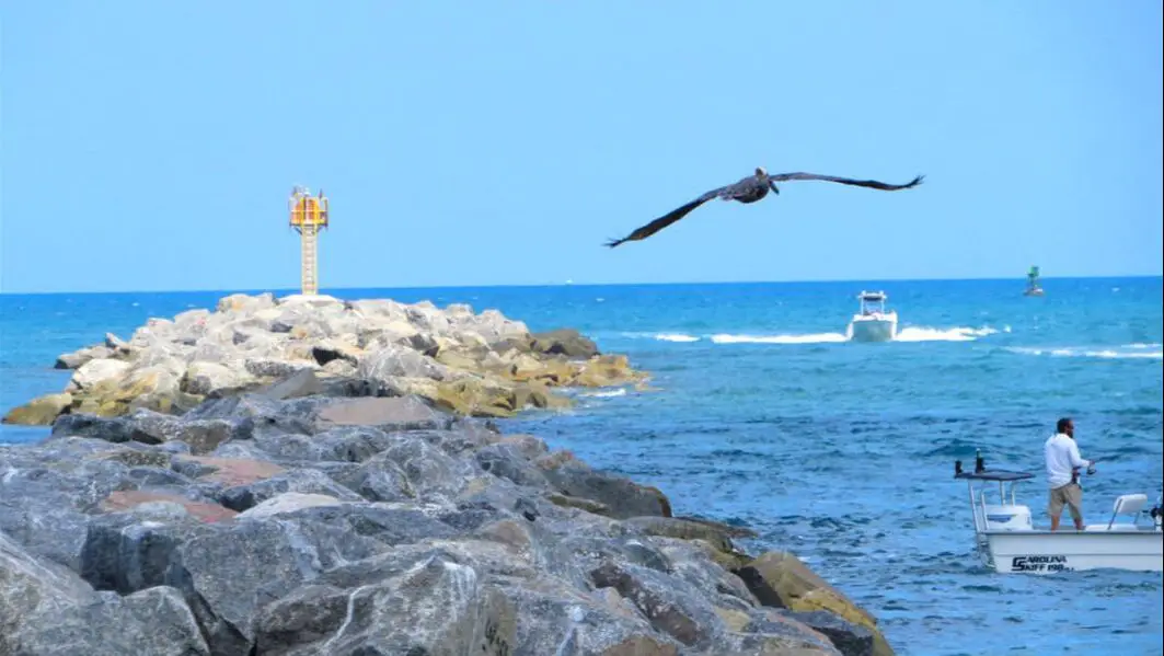 Pelican flies over Florida fishing boats