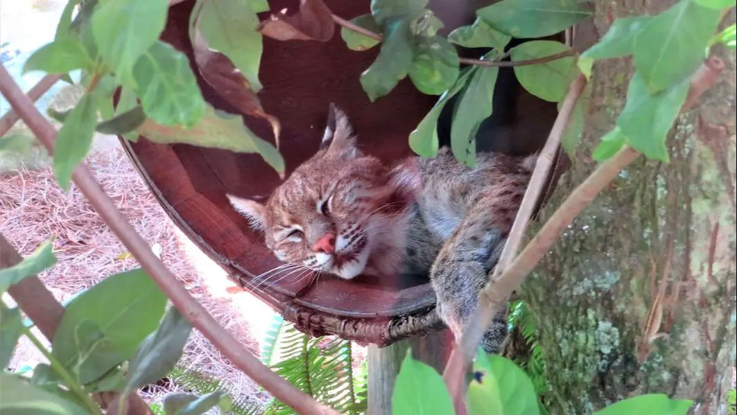 Florida Bobcat at Gatorland