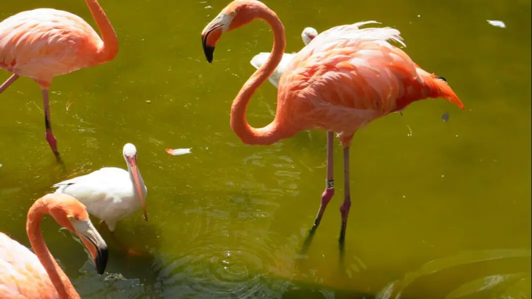 Pink Flamingos in Orlando FL