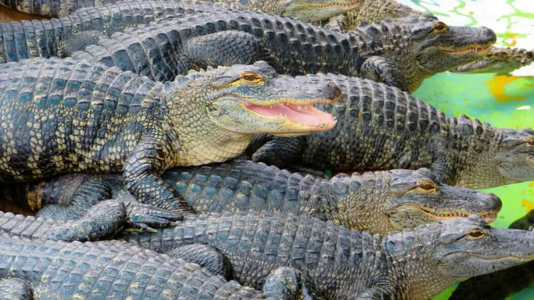Group of Alligators Gatorland FL