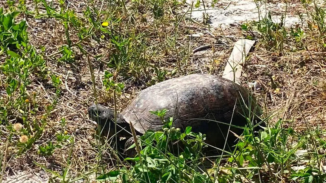 Gopher turtle at Little Talbot Island