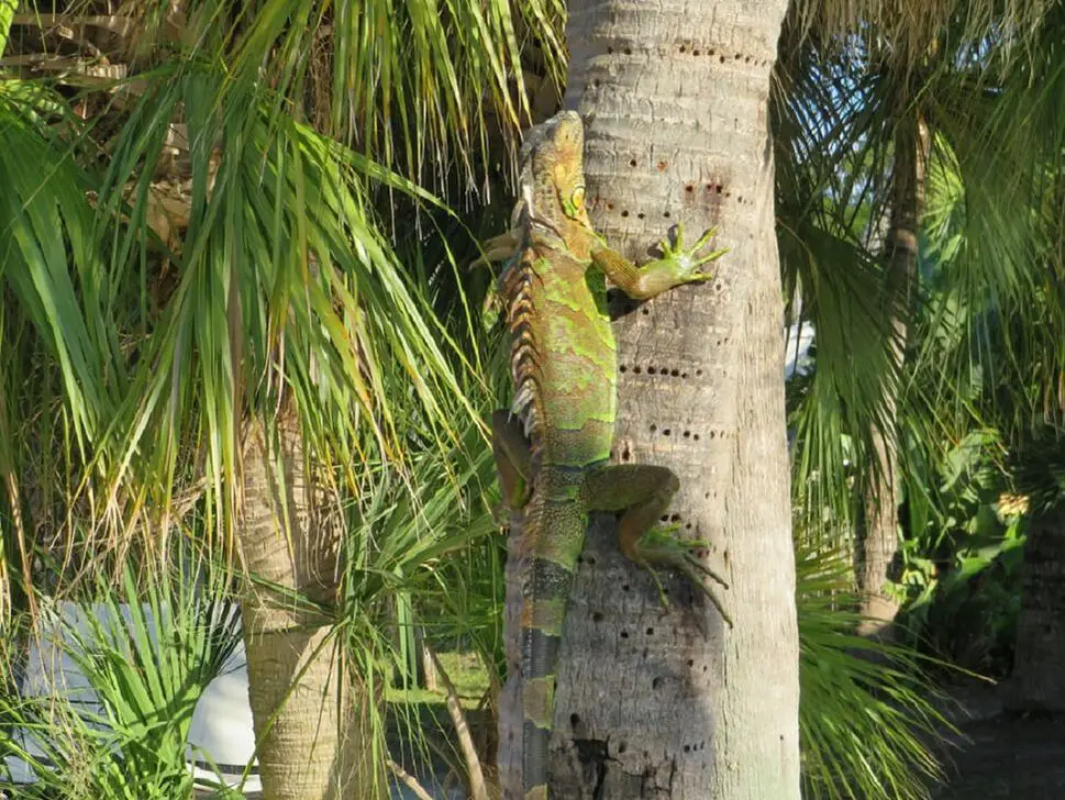 Picture of Iguana on tree in Key Largo