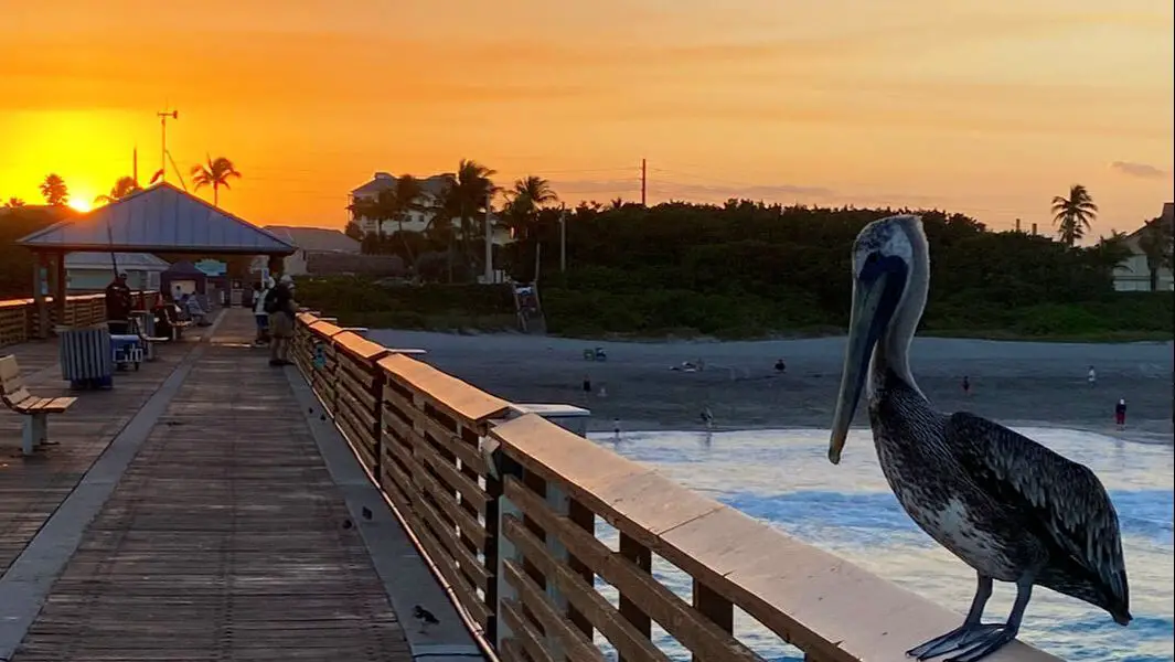 Picture of Pelican on pier at sunset
