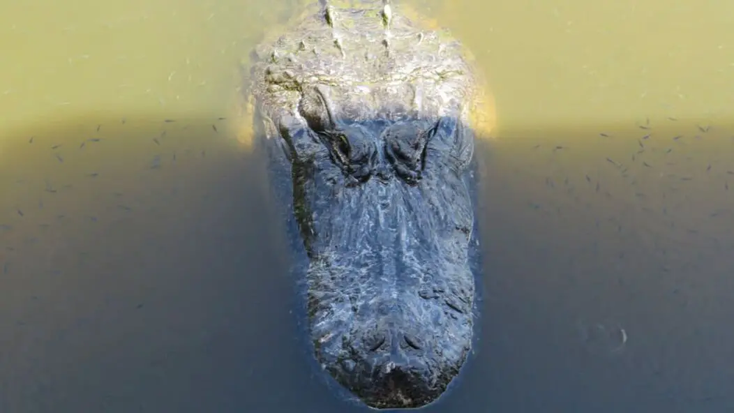 Large Alligator in Florida Pond