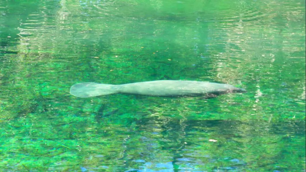 Picture of manatee floating FL