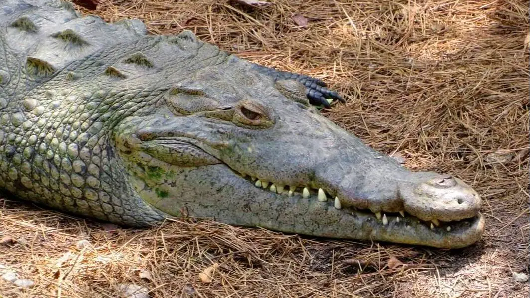 Nile Crocodile Florida