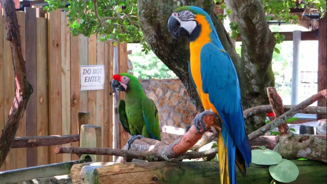 Parrots at Gatorland Florida