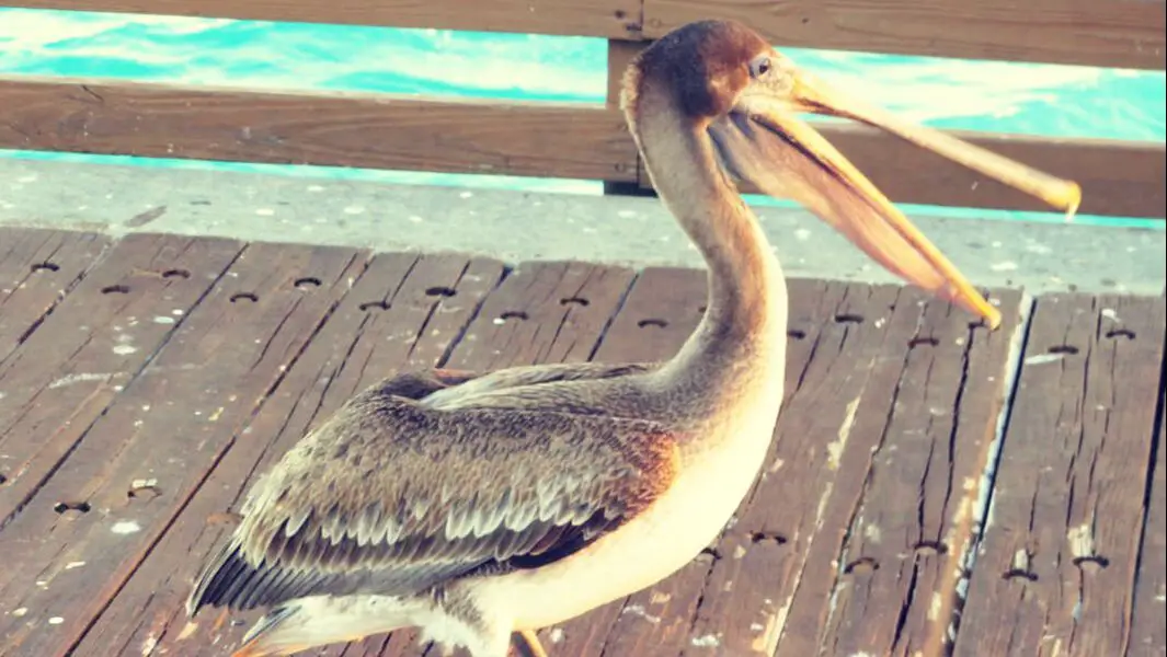Picture of Pelican on Pier at Juno Beach, FL