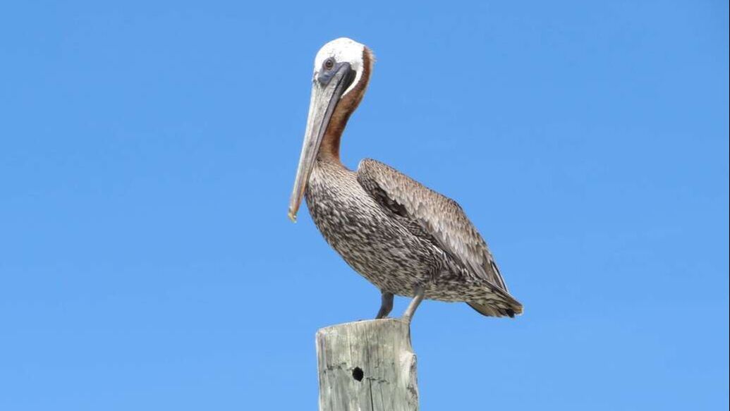 Picture of Pelican at Pass-a-Grille Beach FL