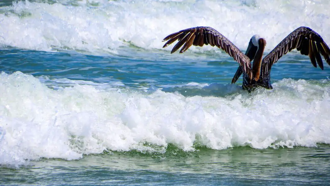 Pelican in waves at Ponce Inlet Beach