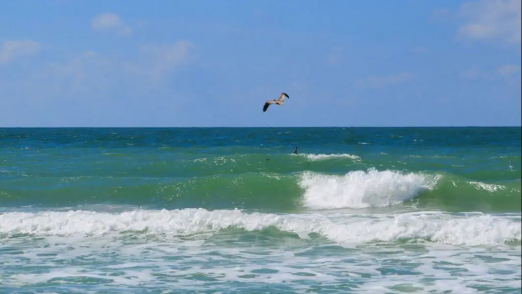 Pelican flying over Clearwater Beach Sand Key Park