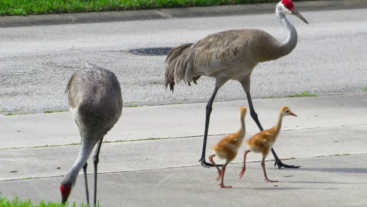 Picture of Sandhill Cranes in Florida