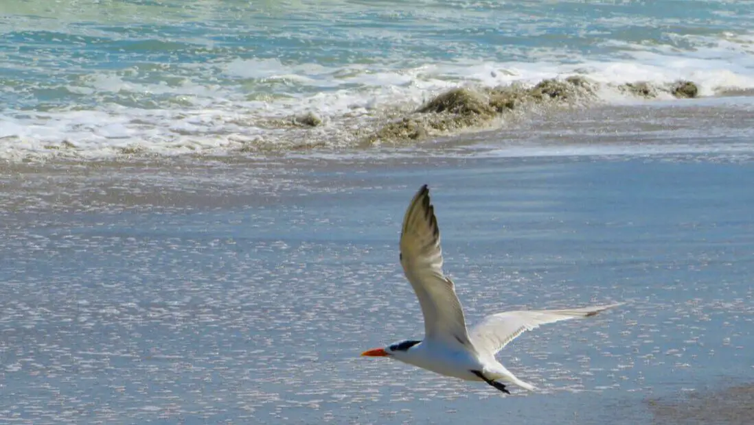 Seagull over waves at Pelican Beach FL