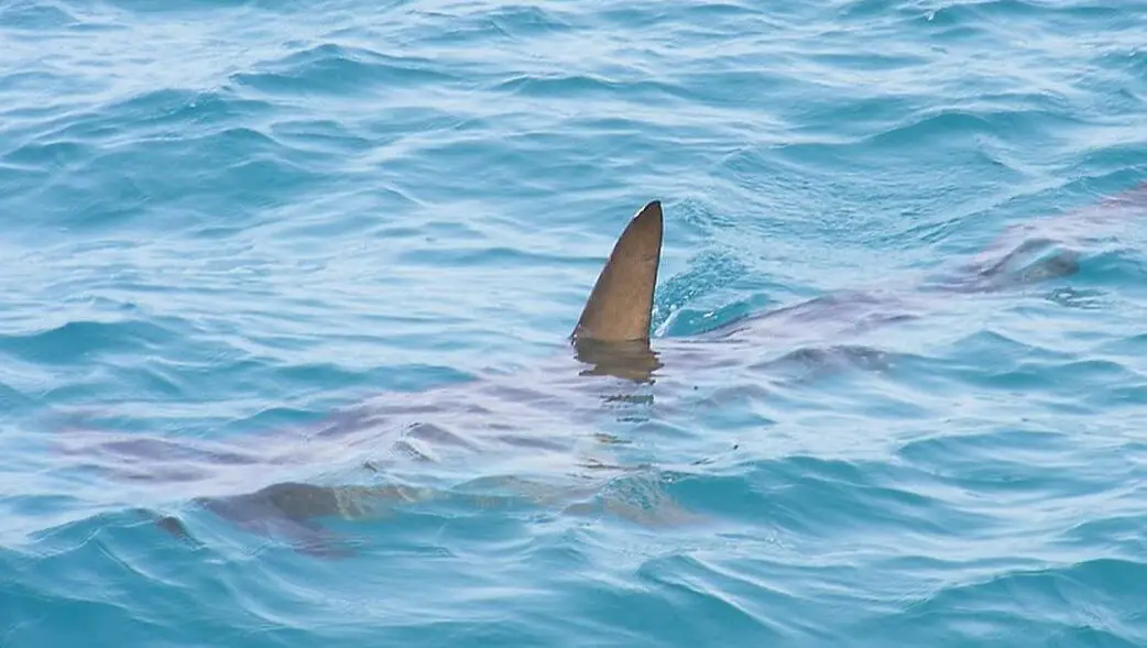 Picture of shark in Atlantic ocean
