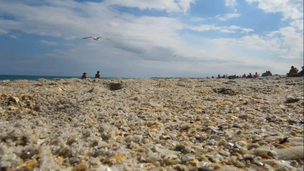Shells and sand on Vero Beach, FL