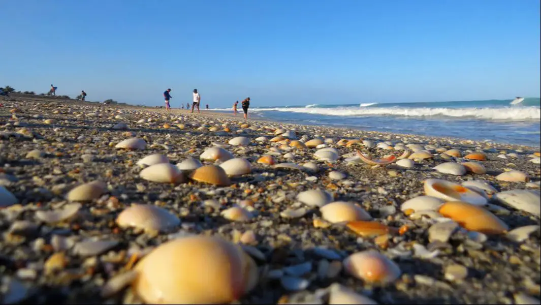 Shells close-up on Juno Beach