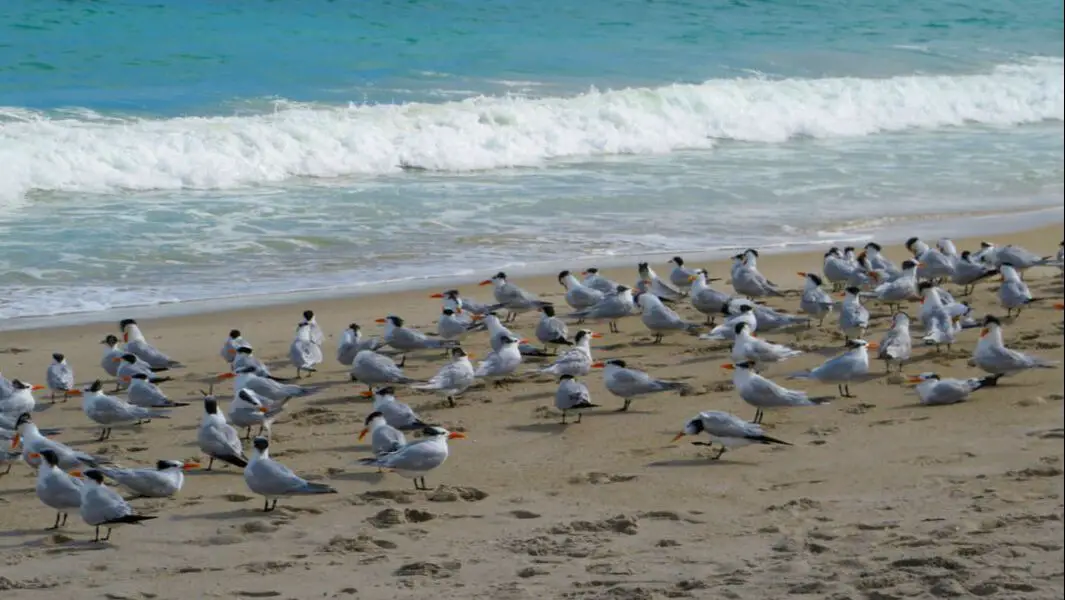 Picture of seagulls on Vero Beach, FL