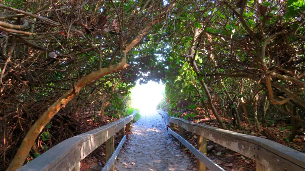 Walkway through trees to Vero Beach FL