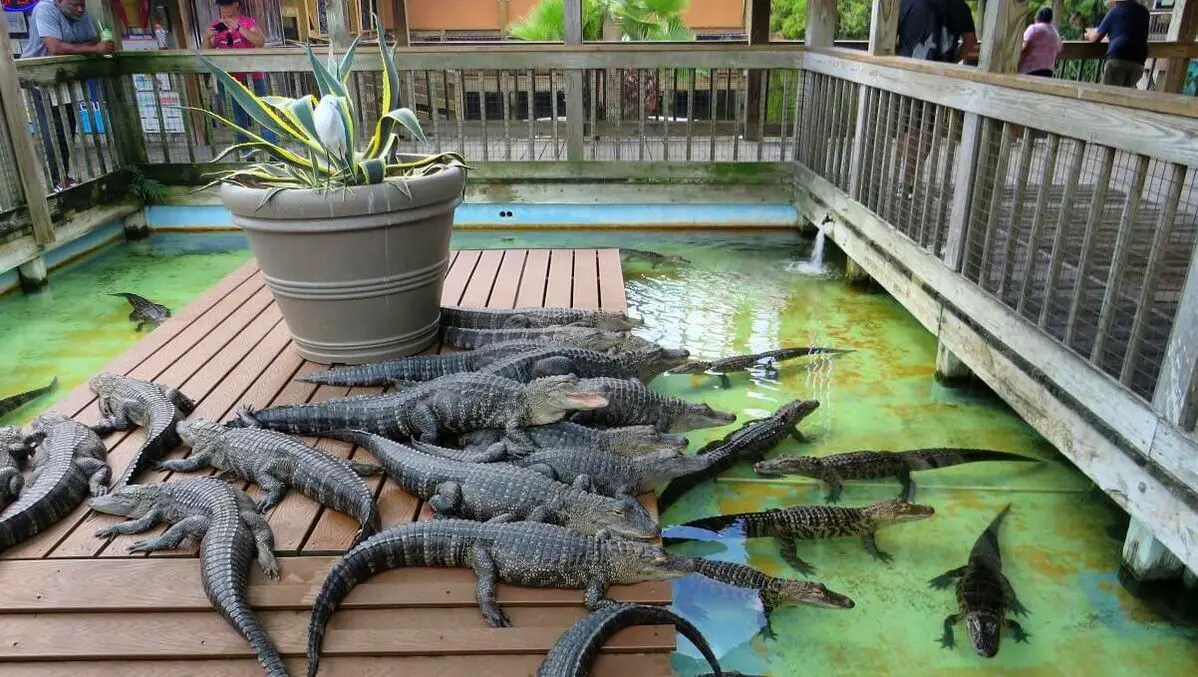 Young Alligators at Gatorland