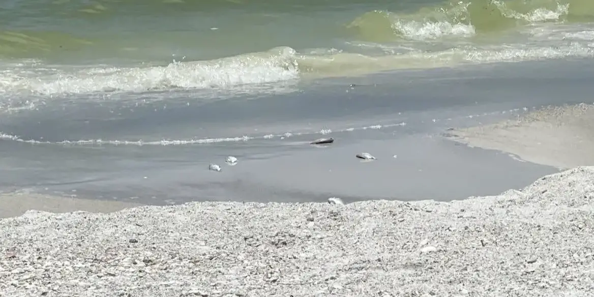 Picture of Dead Fish on Sarasota Beach