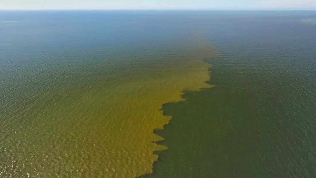 Picture red tide in Gulf of Mexico