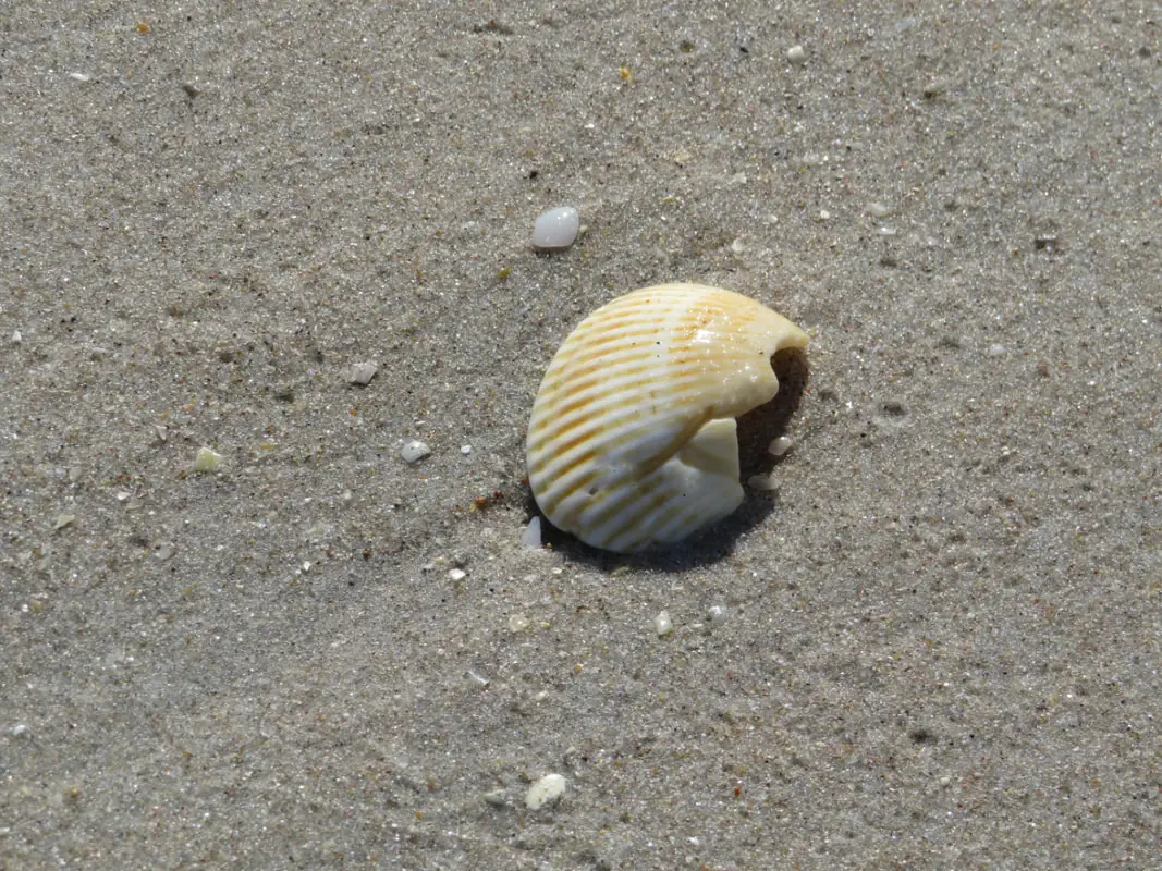 Small seashell Sanibel Island
